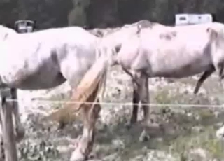 Two white horses fucking each other