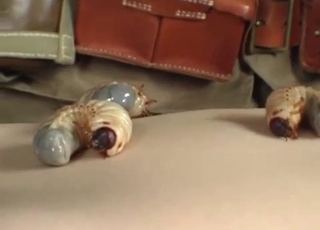 Disgusting bestiality video from Japan