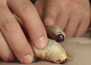 Disgusting bestiality video from Japan