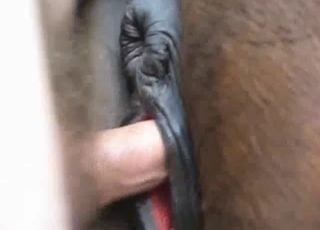 Man with a big cock fucked his lovely horse from behind