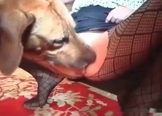 Twisted doggo fucking that tight hole