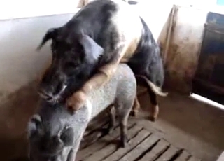 Pigs having nice bestiality sex in barn