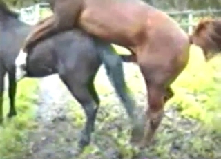 Cute pony is enjoying passionate bestiality XXX