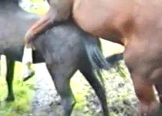 Cute pony is enjoying passionate bestiality XXX