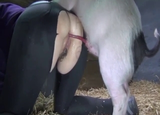 Impressive farm pig fucked her tight hole from behind