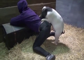Impressive farm pig fucked her tight hole from behind