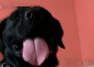 Cozy and passionate bestiality video