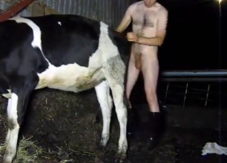 Cow zoo porn with a guy who fucks the beast