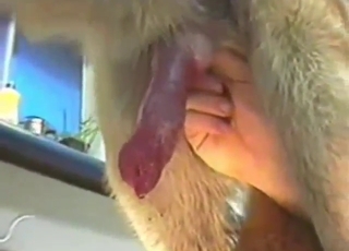 POV handjob for a sexy furry beast and zoophile