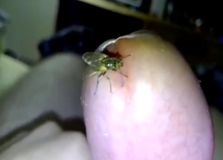 Insect-loving zoophile wants a fly in his cock