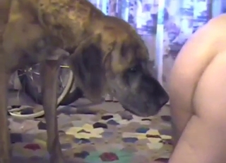 Dude's hairy ass licked by that Great Dane