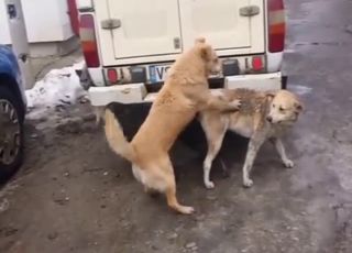 Stuck dogs with knotty ideas are showing off