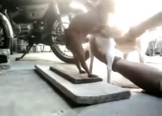 Dude plans to help these dogs fuck each other
