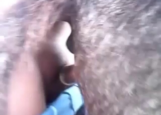 Dude destroys that donkey's tight fuckhole
