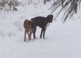 Outdoor zoo XXX with two dogs fucking around