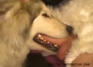 Dude shoves his dick deep down the dog's throat