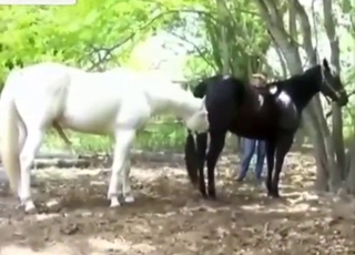 White vs brown in hardcore bestiality porn