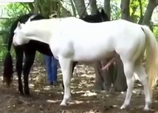 White vs brown in hardcore bestiality porn