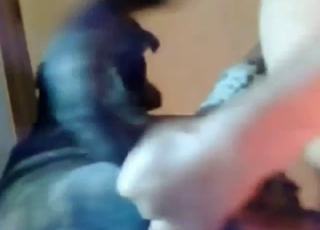 Sexy black dog gets fucked by a horny stud