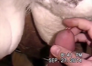 Husky fuck but with a nice twist to that idea