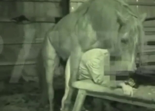 Scenes with a horse fucking ass in the dark