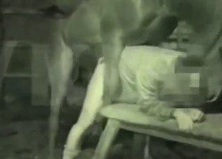 Scenes with a horse fucking ass in the dark