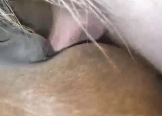 You cum when you enter that BIG horse cunt