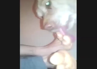 Elegant toes and soles licked by a sexy dog