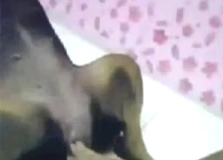Pussy fucked dog is going to shake with orgasms