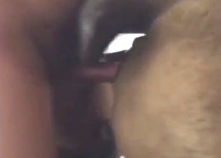 Bestiality sex with a chubby guy who fucks dogs