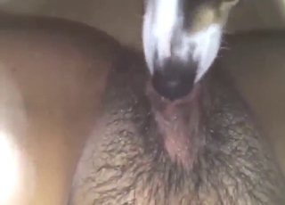 Oral bestiality sex with a trimmed vag licked