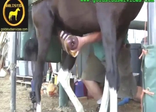 Huge horse dong is going to be used for pleasure