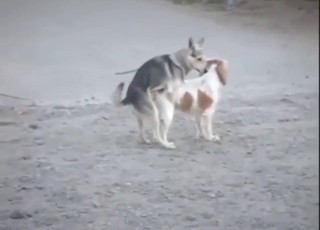 Crazy animals enjoying homosexual action in public