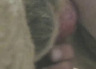 Bestiality sex with a sexy lady who rides cock