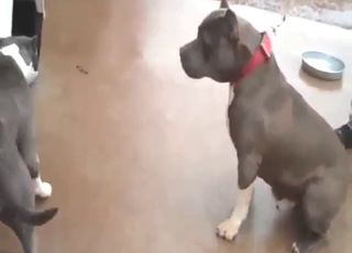 Pitbull on Pitbull fuck scene with two dogs
