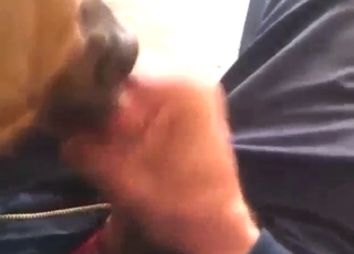Sexy animal licking this man's hard boner