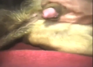 Stiff dog dick getting jerked off real hard
