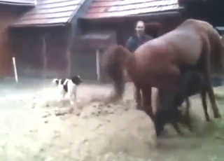 Horse on horse zoophile love with thrusting