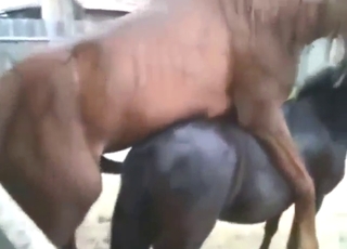 Horse on horse zoophile love with thrusting