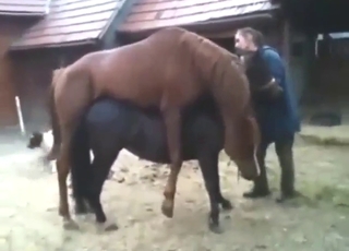 Horse on horse zoophile love with thrusting