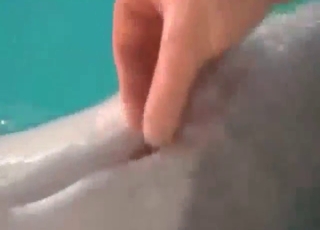 Bestiality porn shows a dolphin's cock JERKED hard