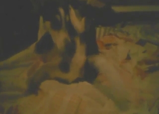 Wet pussy pet gets nailed by a horny zoophile