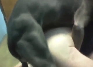 Wild zoo porn with a slutty guy taking it deep