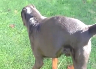 Rotty featured in a hot zoophile porn movie