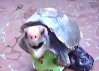 Turtle showing off its penis in a sexy solo video
