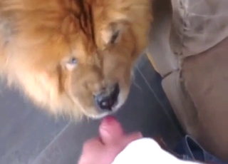 Dog is going to lick dick and look cute as well