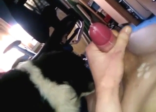 Awesome dog tease with a sexy animal in POV