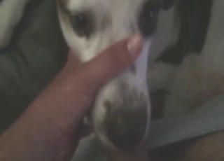 Dude fucking a dog's throat with his hard boner