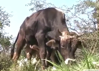 Bull-on-bull banging with two animals getting off