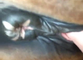 Mare gets its juicy hole fucked so much deeper